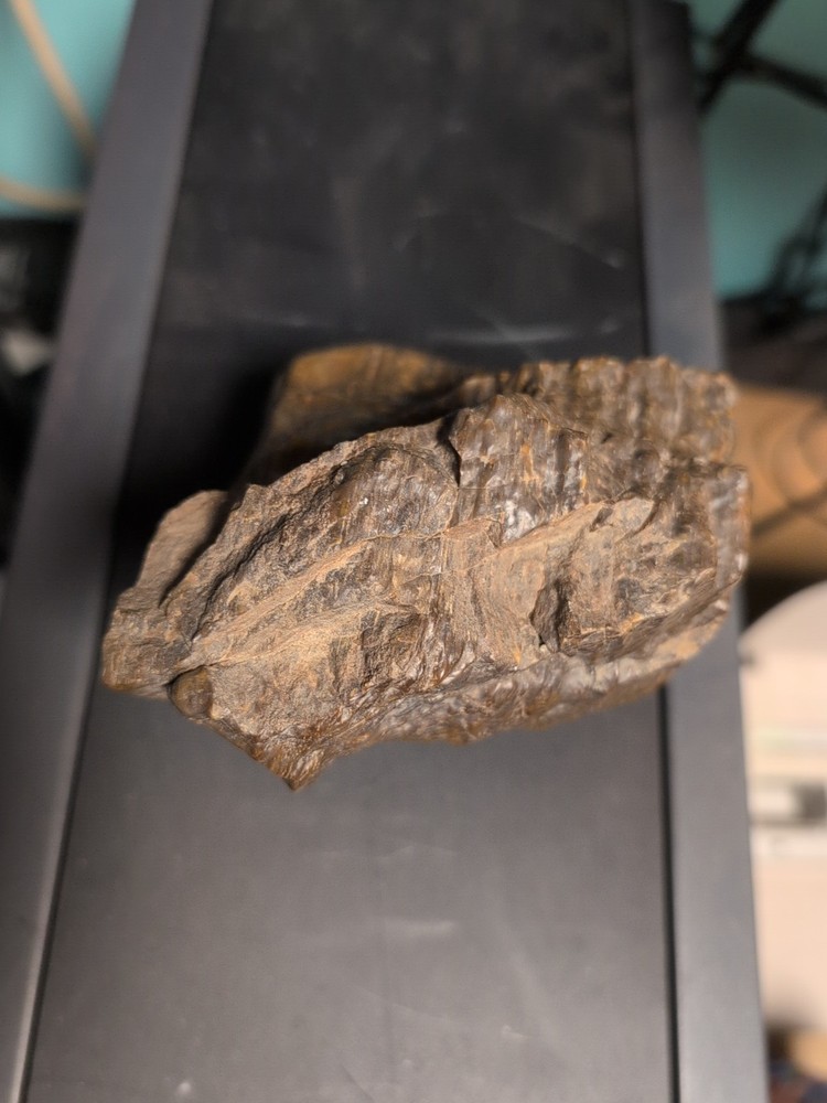petrified wood slab polished