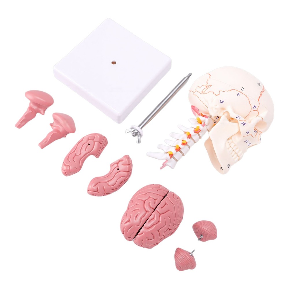 1/2 Skull With Cervical Spine & Brain Teaching Display Model