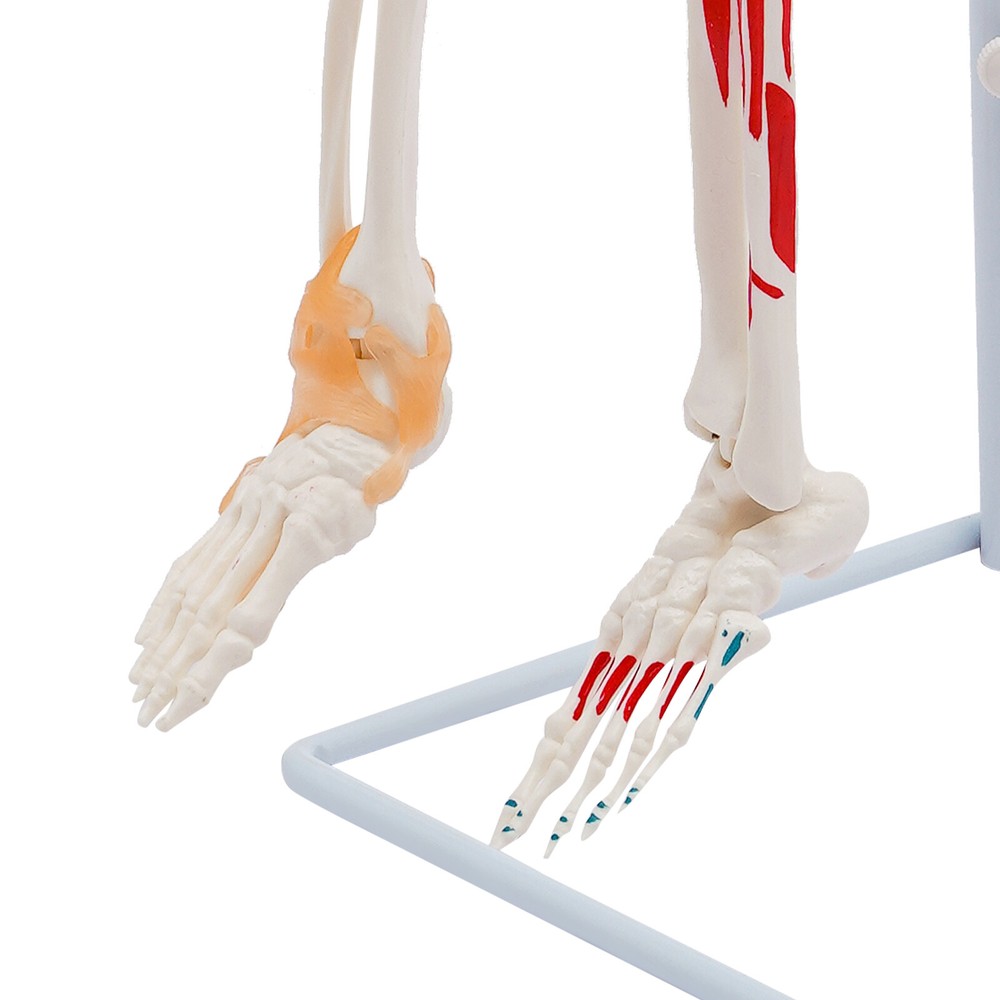 NEW 34" Modern Hanging Style Human Skeleton Model Includes Joint Ligaments White