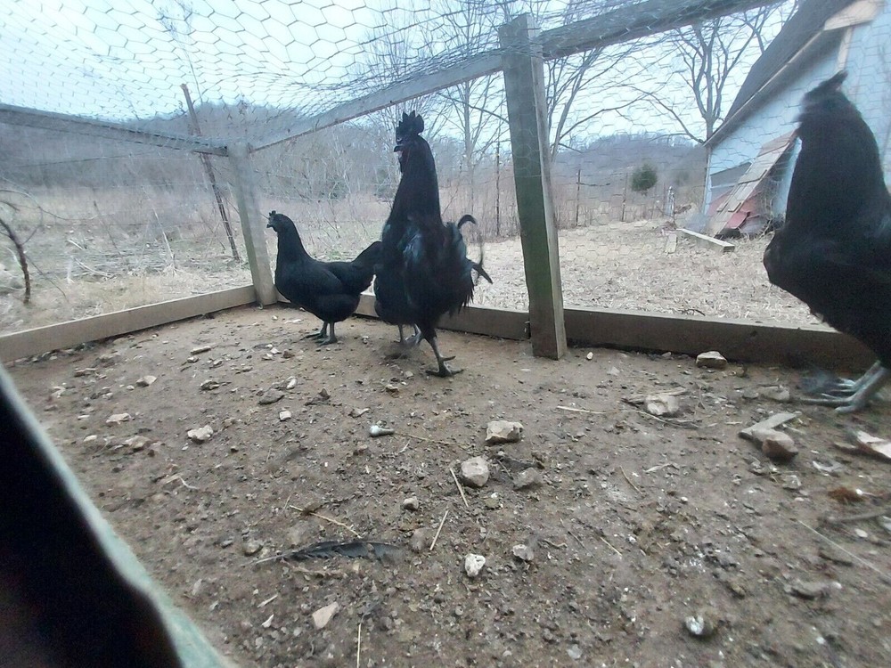 6 Assorted Purebred Chicken Fertile Hatching Eggs (Read Description)