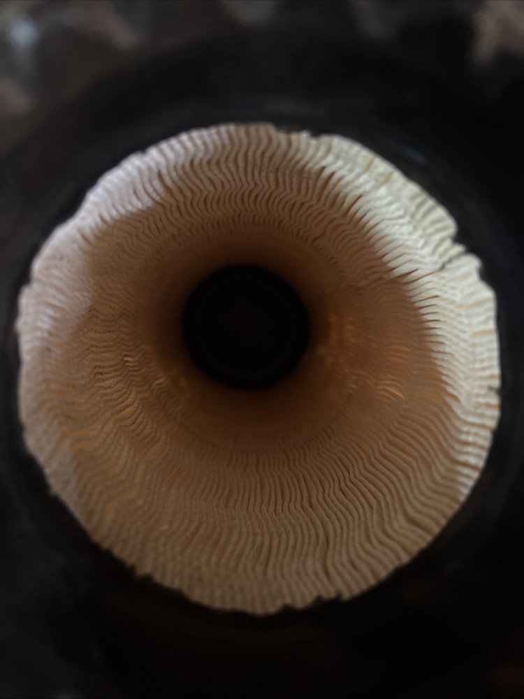 P778989 Donaldson Air Filter