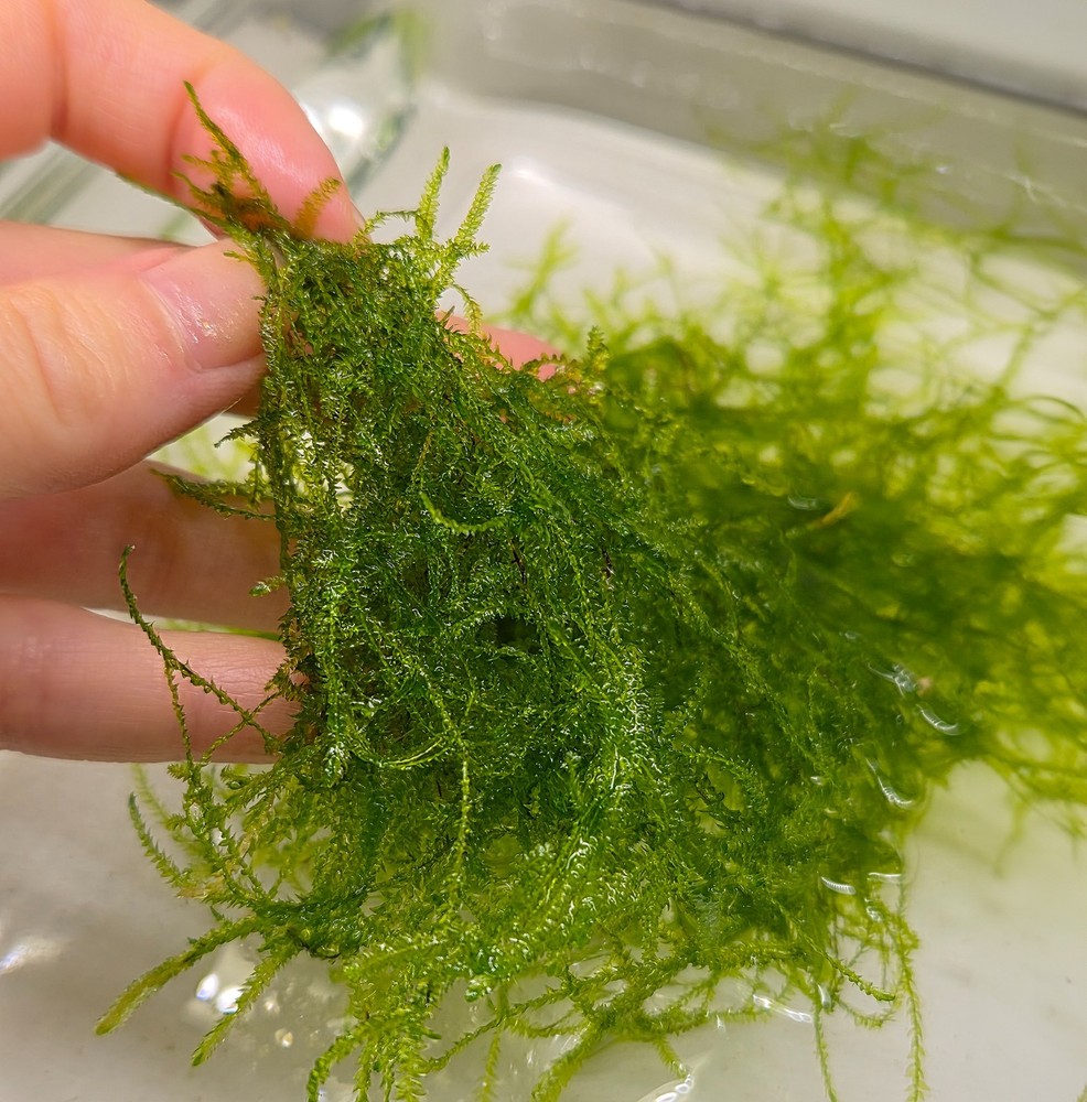 ​Fresh Live Java Moss - Buy 2 Get 1 Free