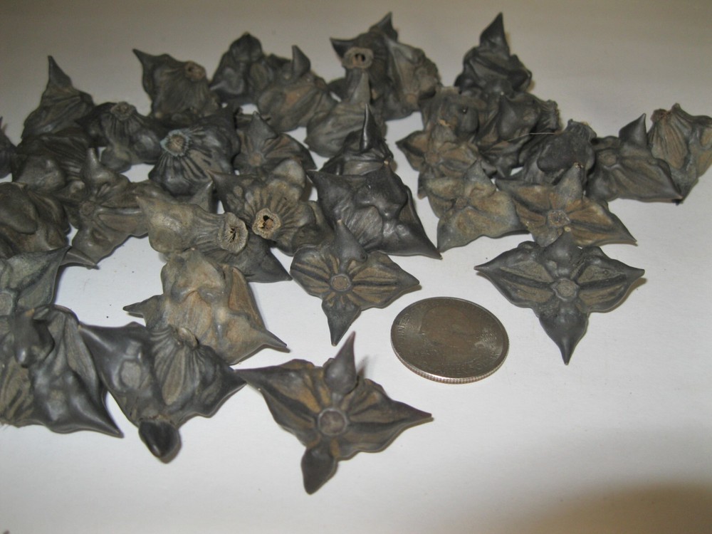 25 Devil Pods Bat Nuts Caltrops Dried Water Chestnuts