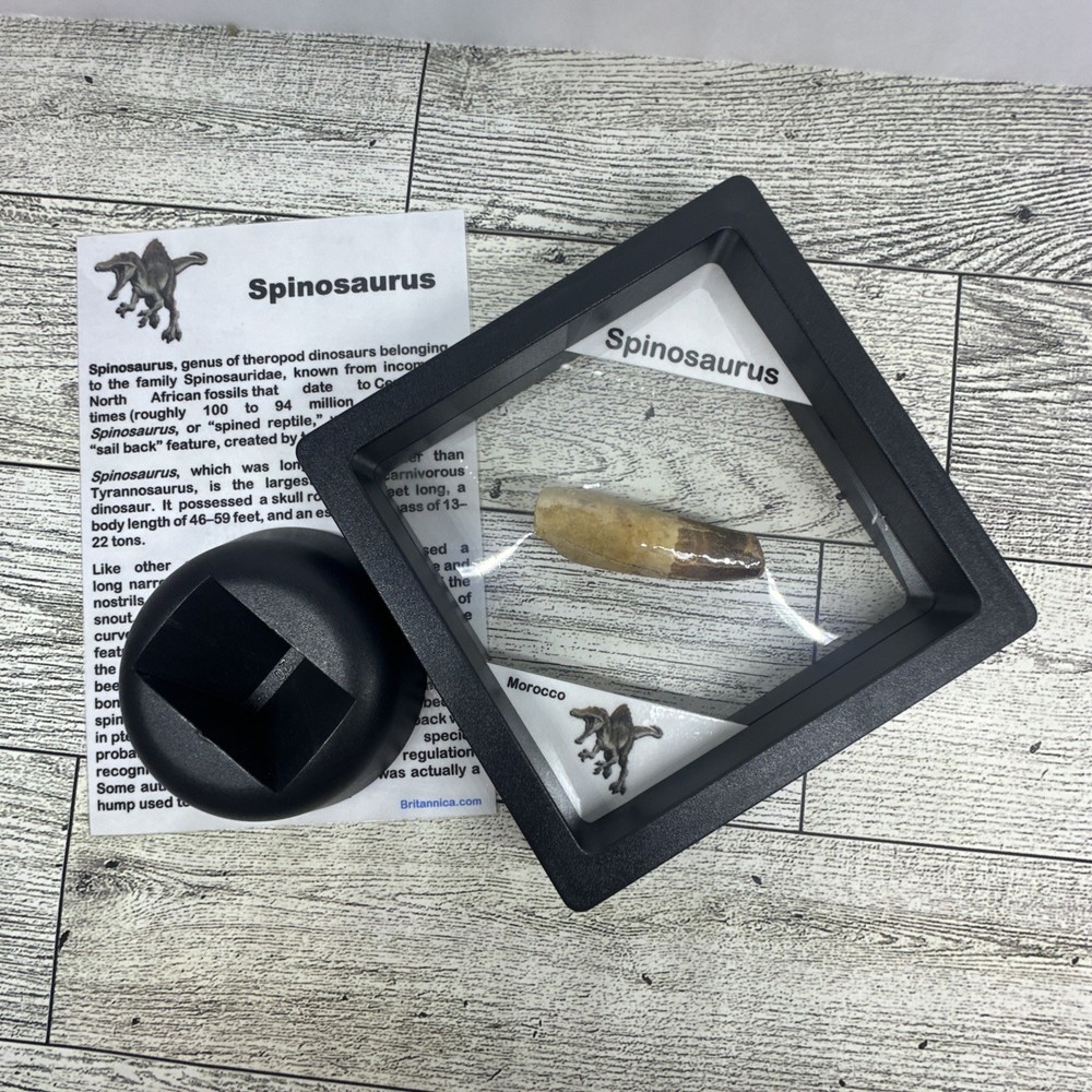 Spinosaurus Extinct Dinosaur Partial Tooth Fossil in Display Case
