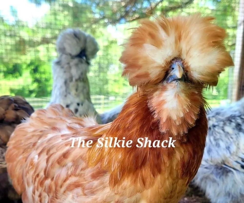 Silkie Chicken Hatching Eggs NPIP Certified