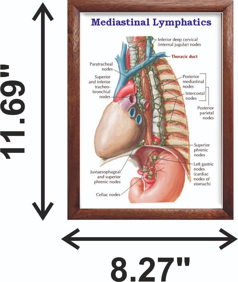 Mediastinal Lymphatics Chart 12x18 inches