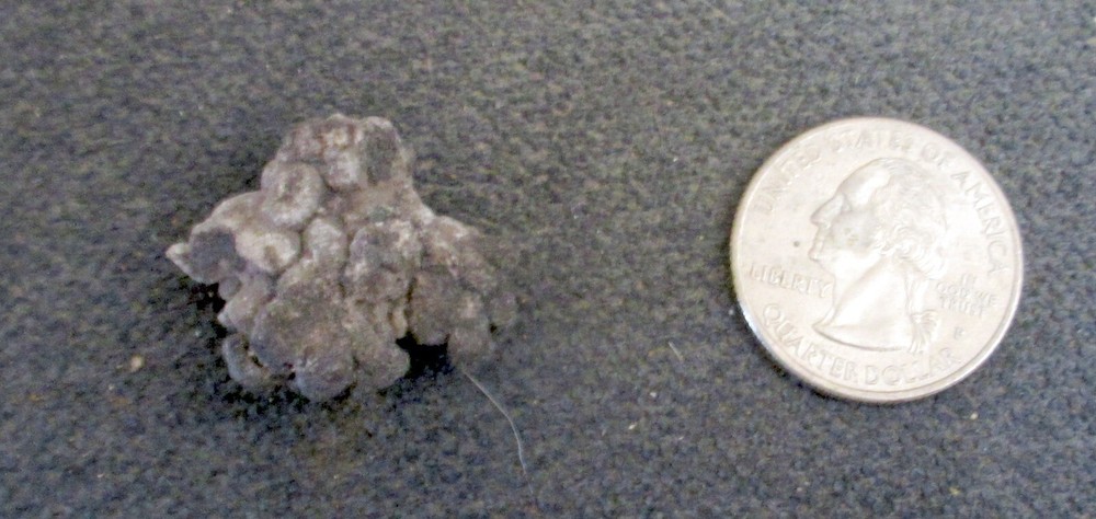 Coprolite Fossil Dinosaur Poop