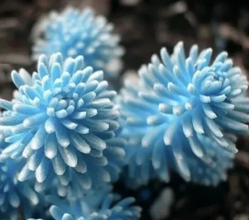 Rare Succulent Lithop Seeds 100PCs/Pack