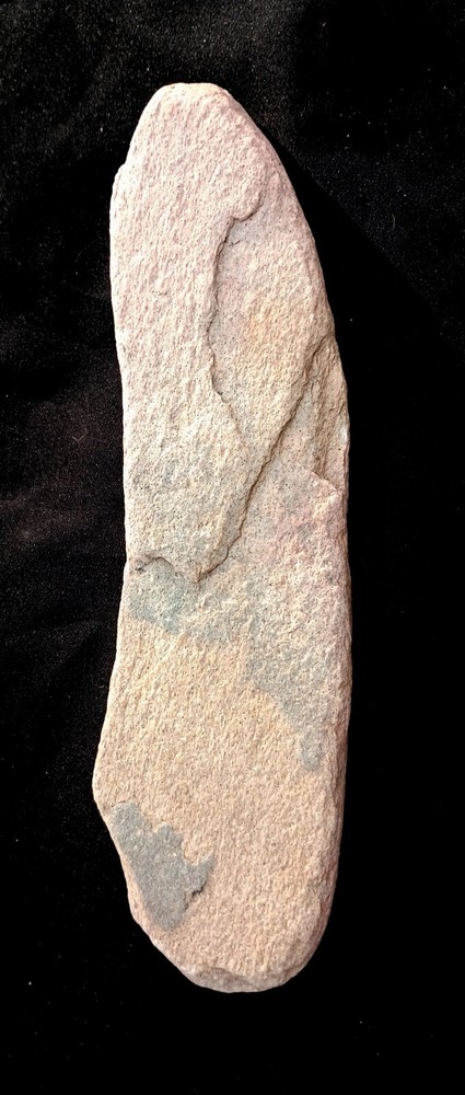 Dragonfly Wing Petrified Fossil Genuine