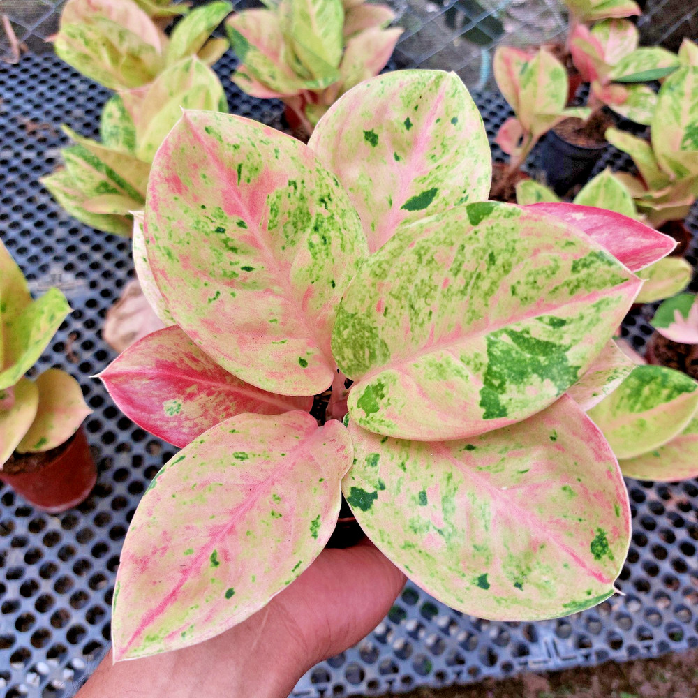 Aglaonema Emerald Free Phytosanitary