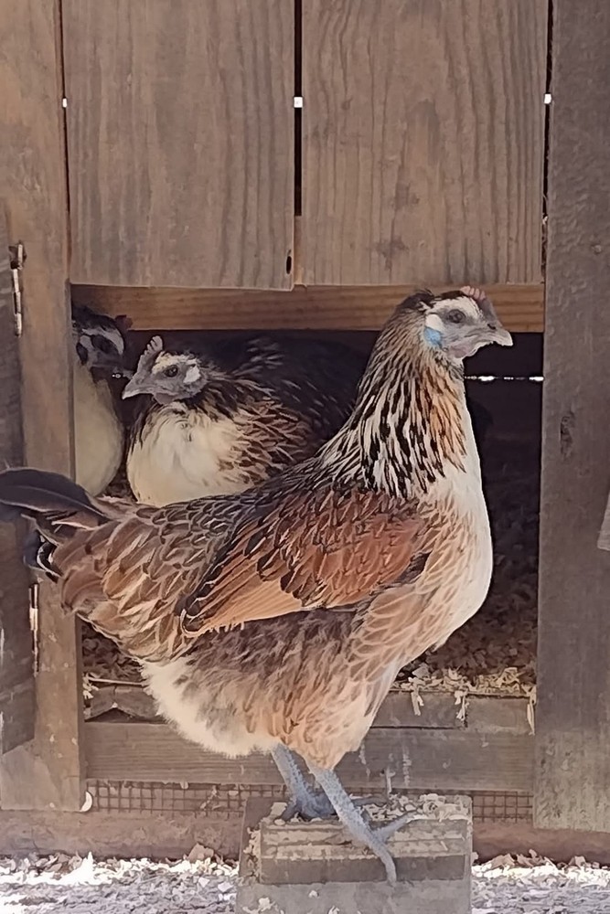 6 Rare Mosaic Hatching Eggs