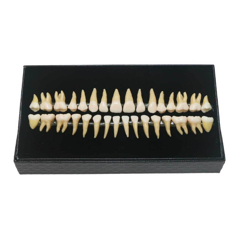 32Pcs Dental 1:1 Permanent Teeth Demonstration Teach Study Model Tooth M7022