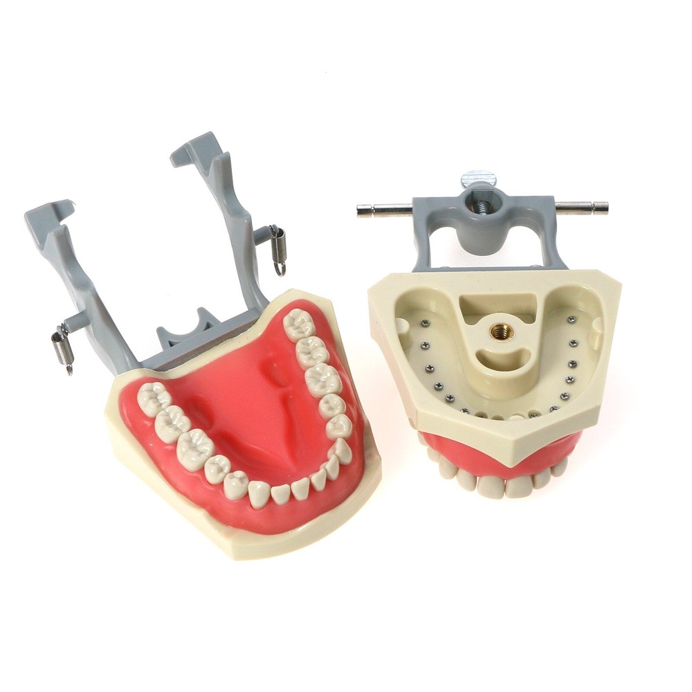 US Columbia Dentoform 860 Type Dental Typodont 32Pcs Teeth Model & Mounting Pole