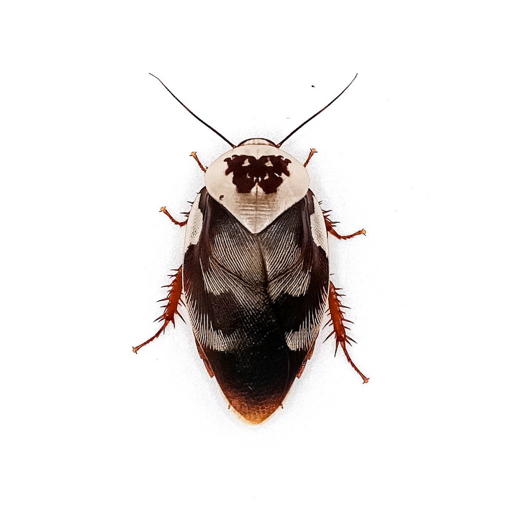 15CT Centurion Roach (Gyna centurion)