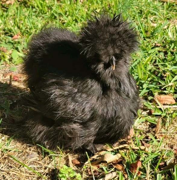 6 Purebred Bearded Black Silkie Hatching Eggs High Quality!