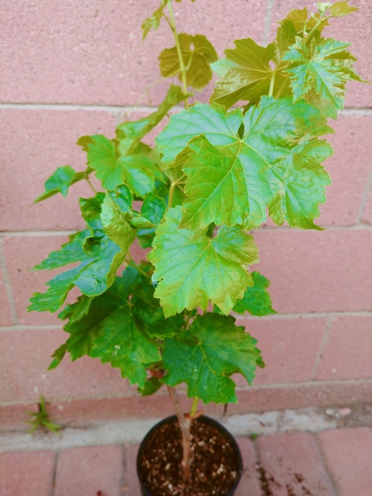 Thompson Seedless Grape Vine