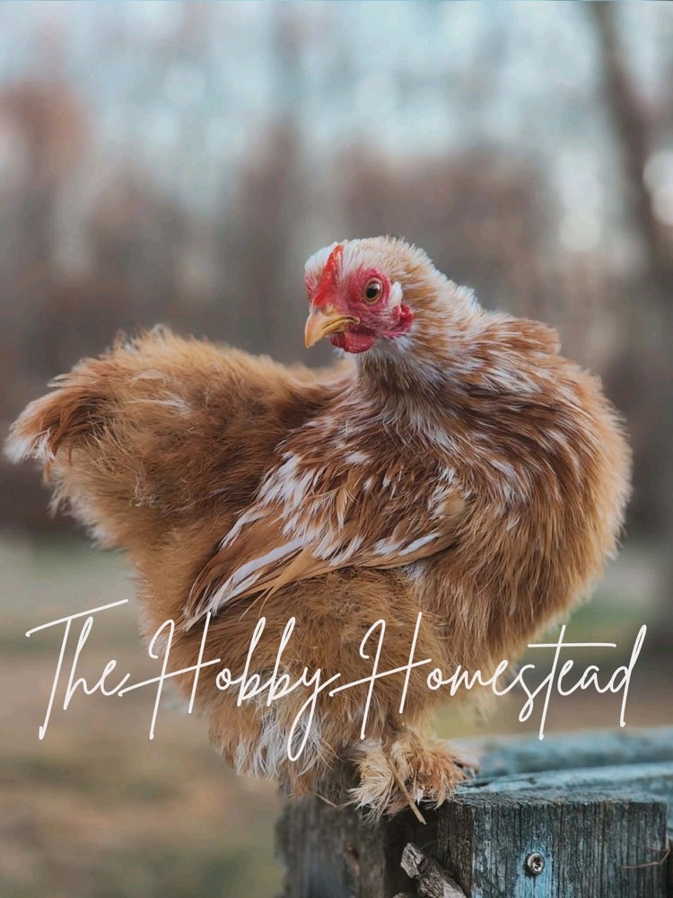 6 Calico Cochin Bantam Hatching Eggs