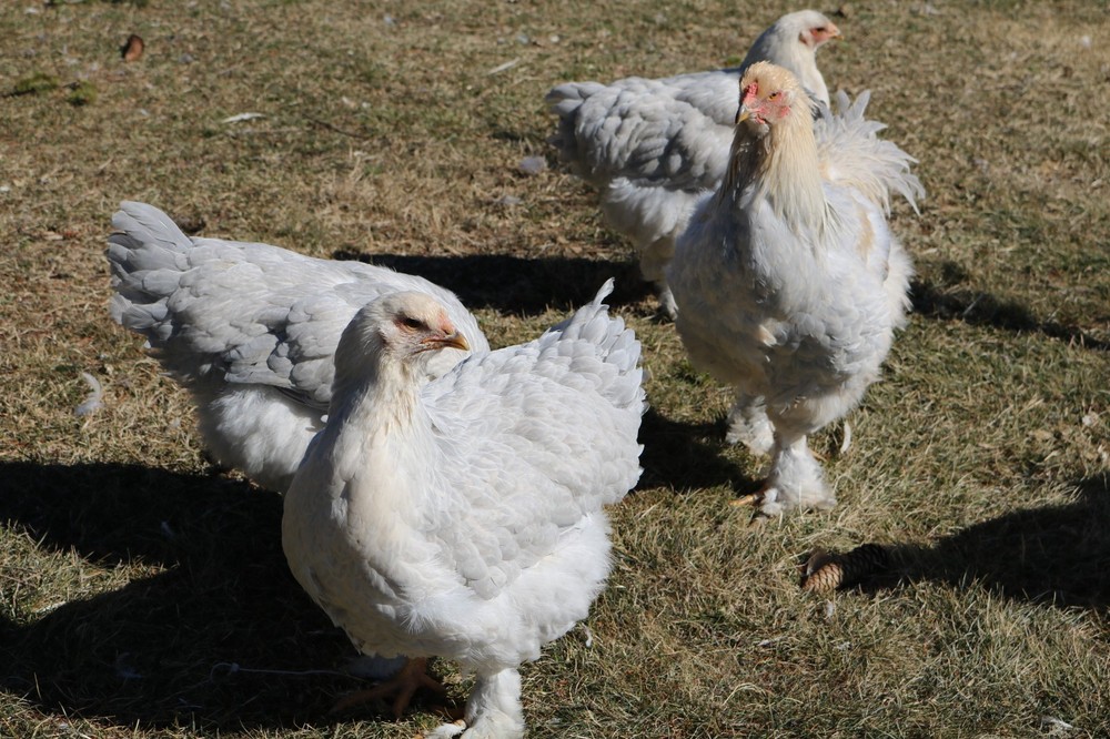 6+ Isabel Large Breed Brahma Hatching Eggs