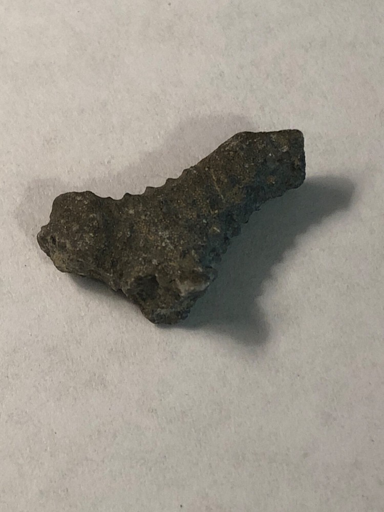 Bryozoan Fossil 1" Great Specimen