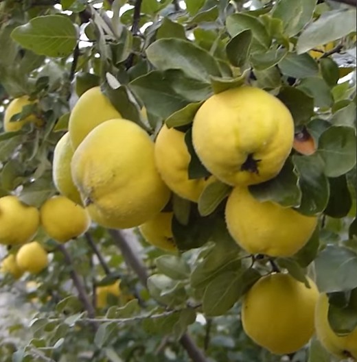 Aromatnaya Quince Fruiting Tree