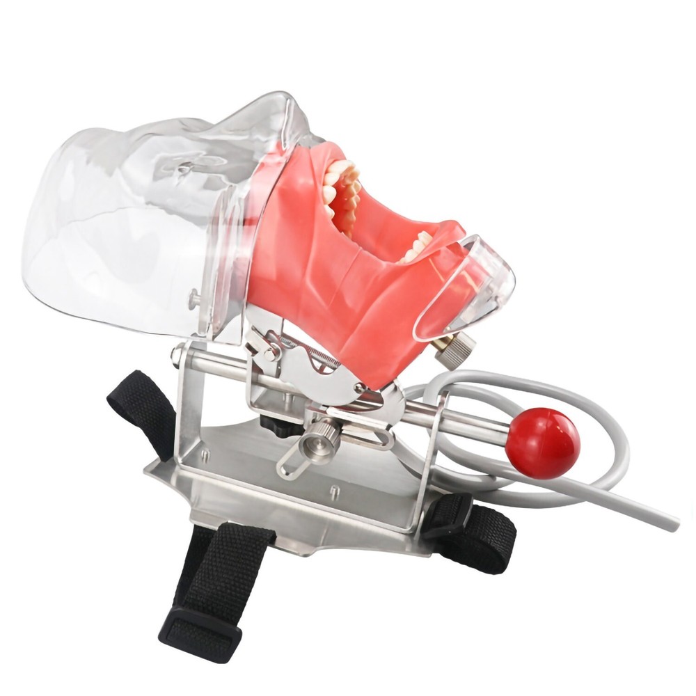 Dental Simulator Mannequin Head Teeth Model Teaching Practicing Head Mold desk