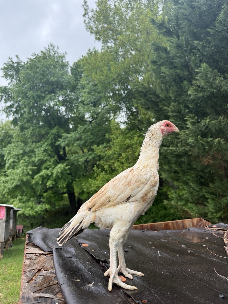 Pakistani Chicken Pullet Hatching Eggs