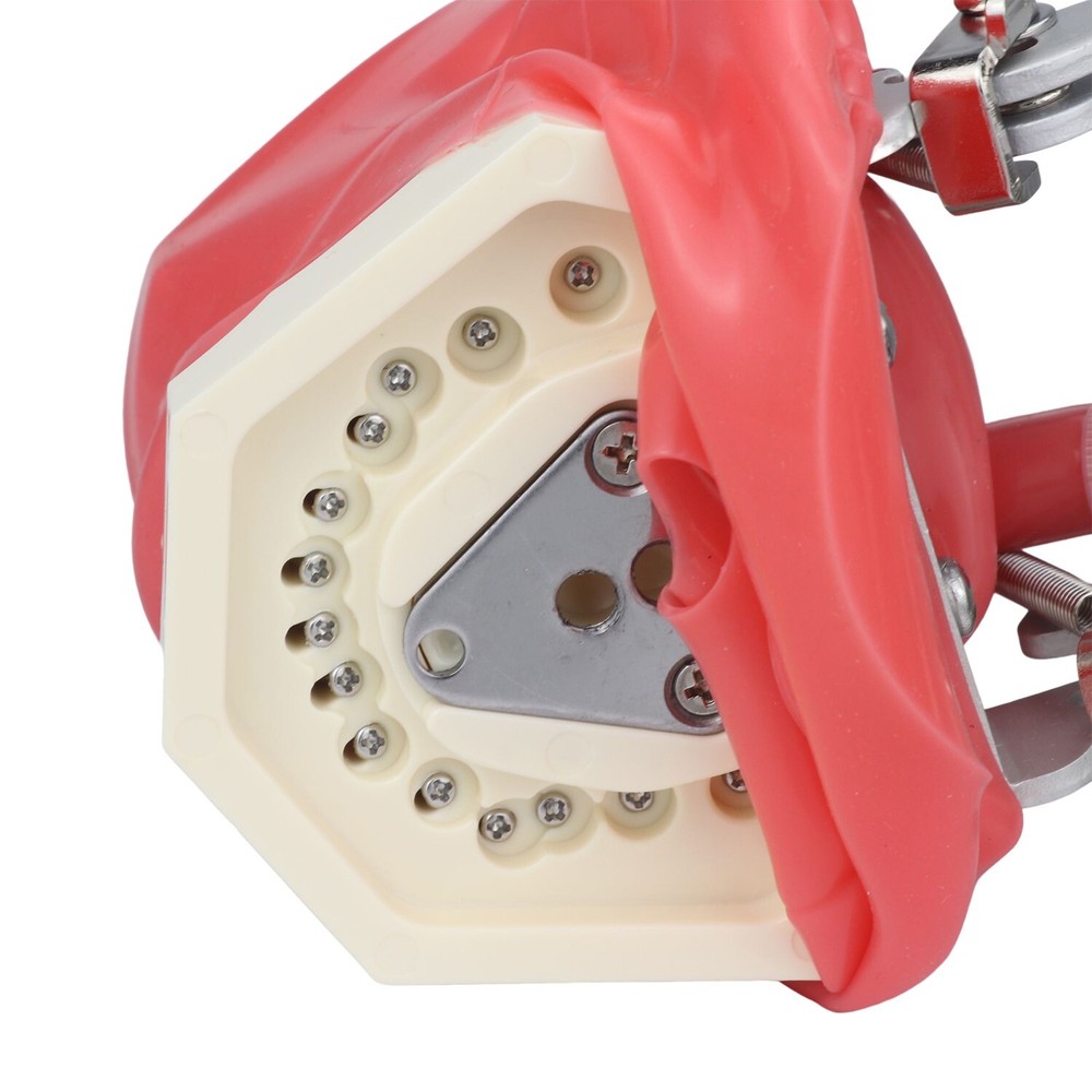 Dental Simulator Mannequin Head Teeth Model Teaching Practicing Head Mold desk