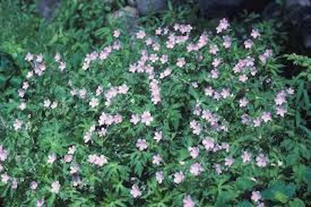 5 Wild Geranium Cranesbill Bare Roots Wildflower