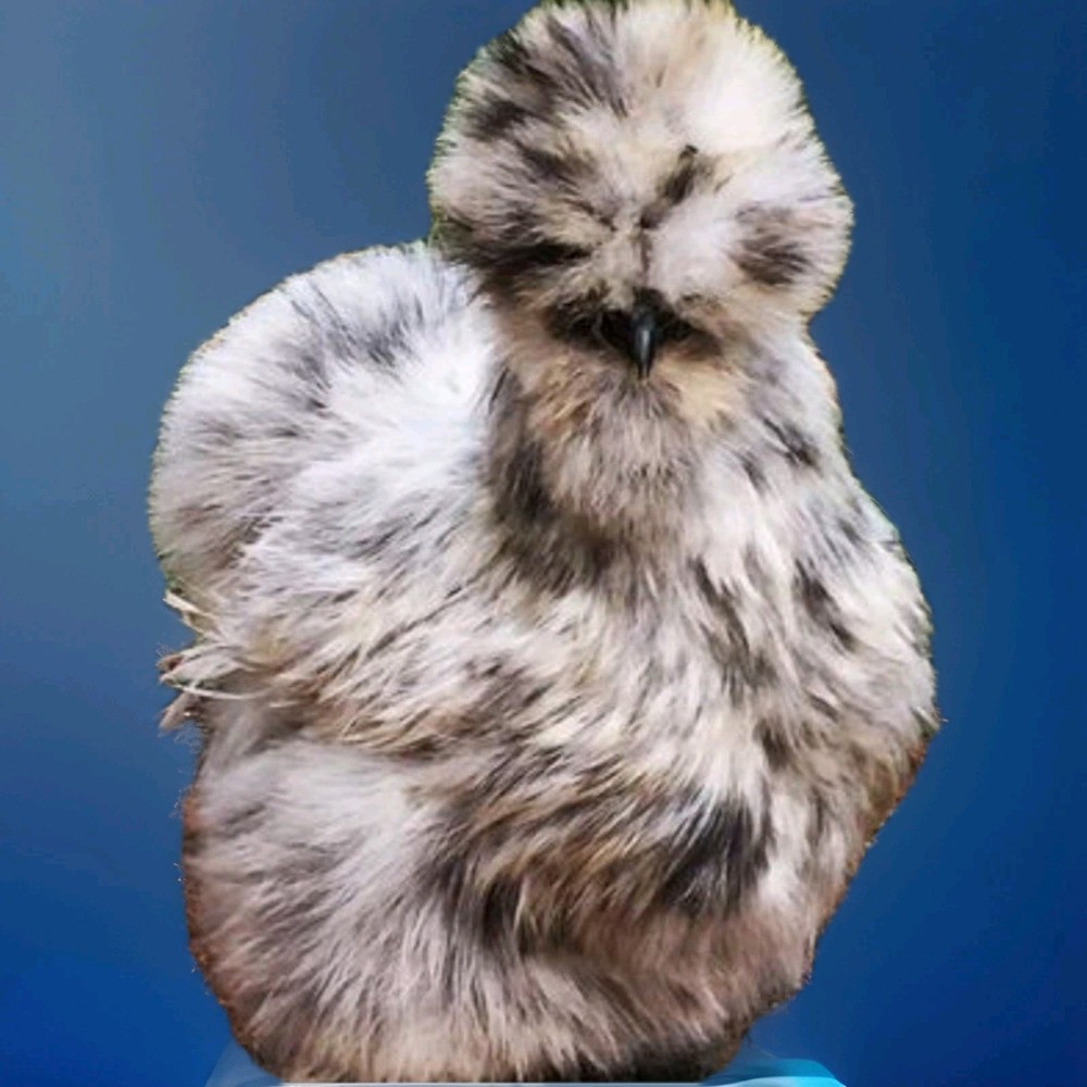 18 Silkie Hatching Eggs