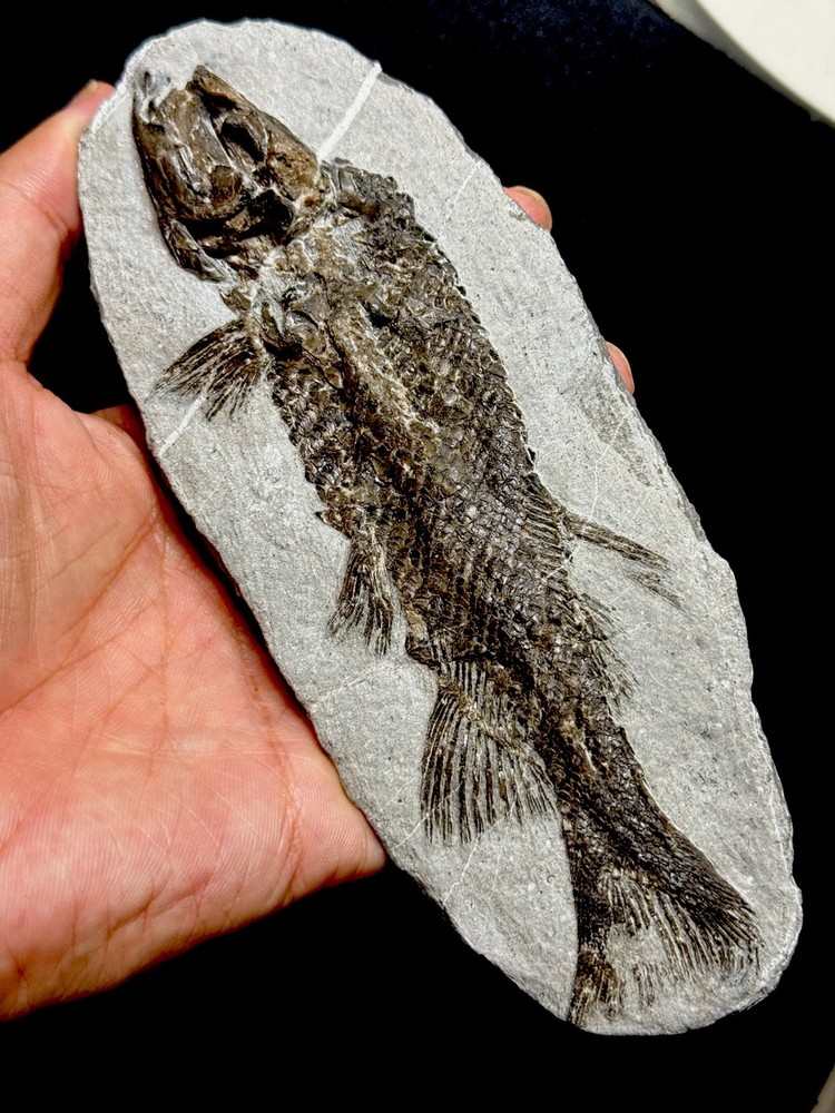 fossil fish ，perleidus, Jurong China