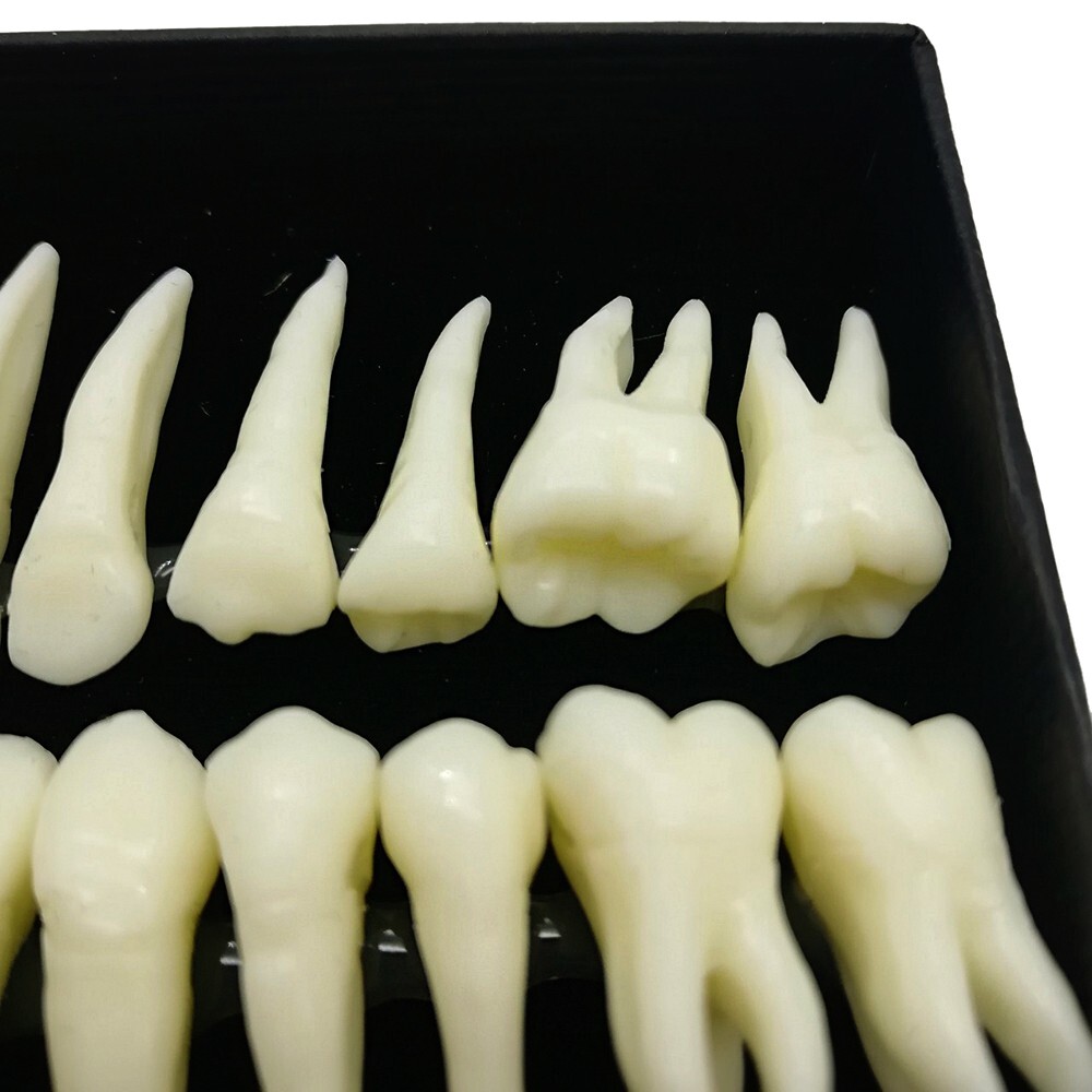 28* Resin Dental Permanent Teeth Model Discrete tooth model with root Simulation