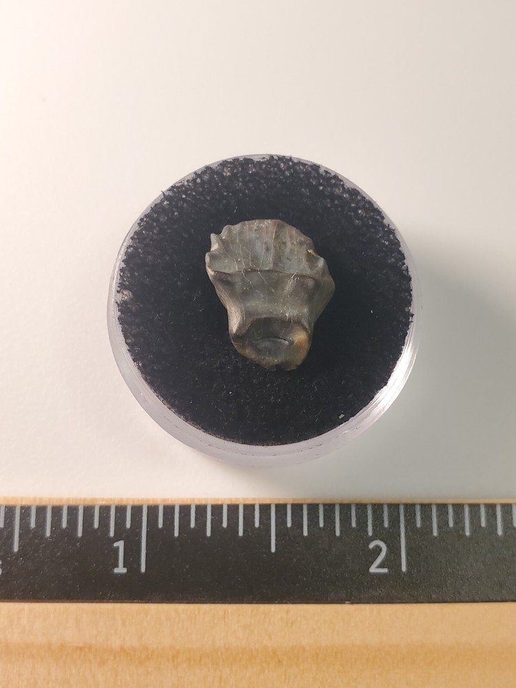 Ankylosaur Tooth