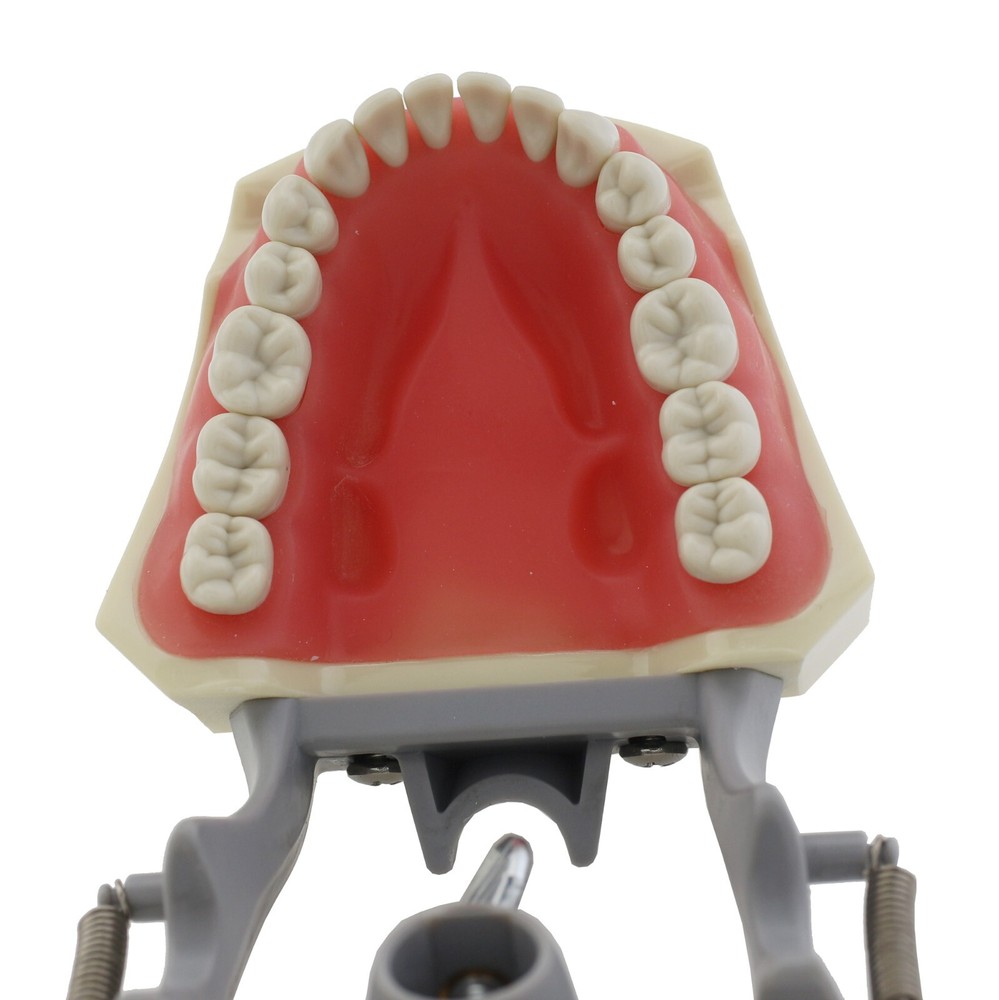 Columbia Dentoform 860 Dental Typodont Model 32pcs Removable Teeth Mounting Pole