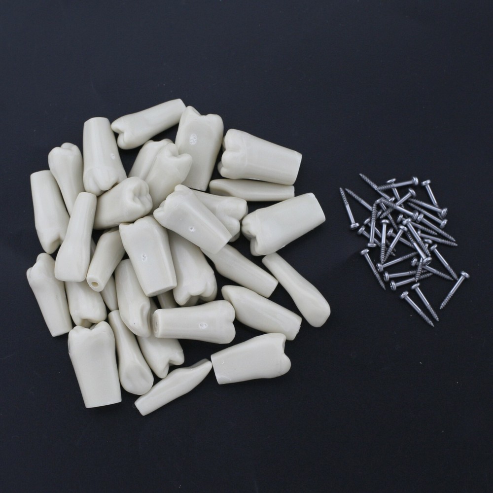 Dental Typodont Model Columbia Dentoform 860 Type With 32pcs Removable Teeth