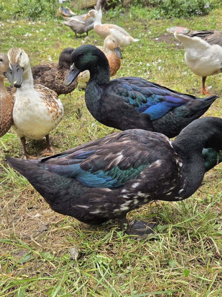 6 BYM Duck Hatching Eggs