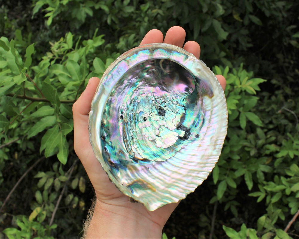 Smudge Kit Large Abalone Shell Tripod Stand White Sage Stick Feather Directions!