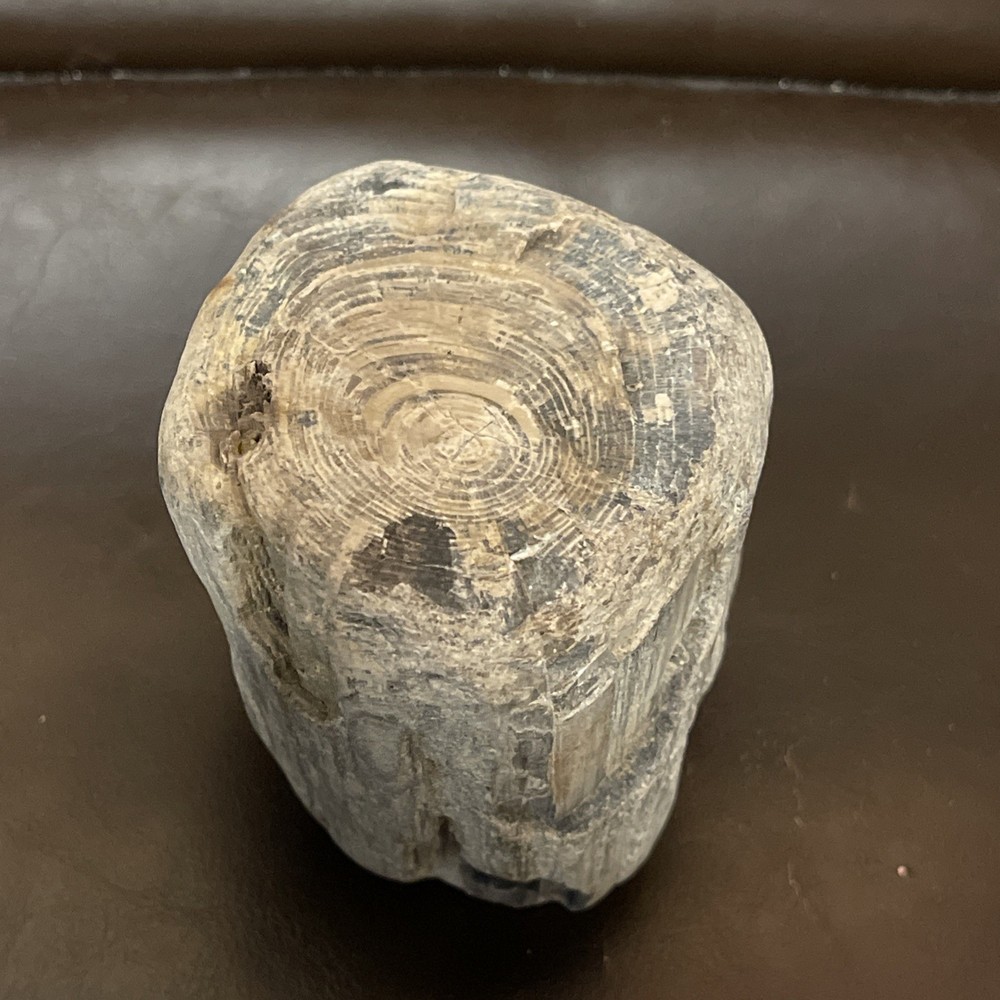 Petrified Wood 2lbs Beautiful