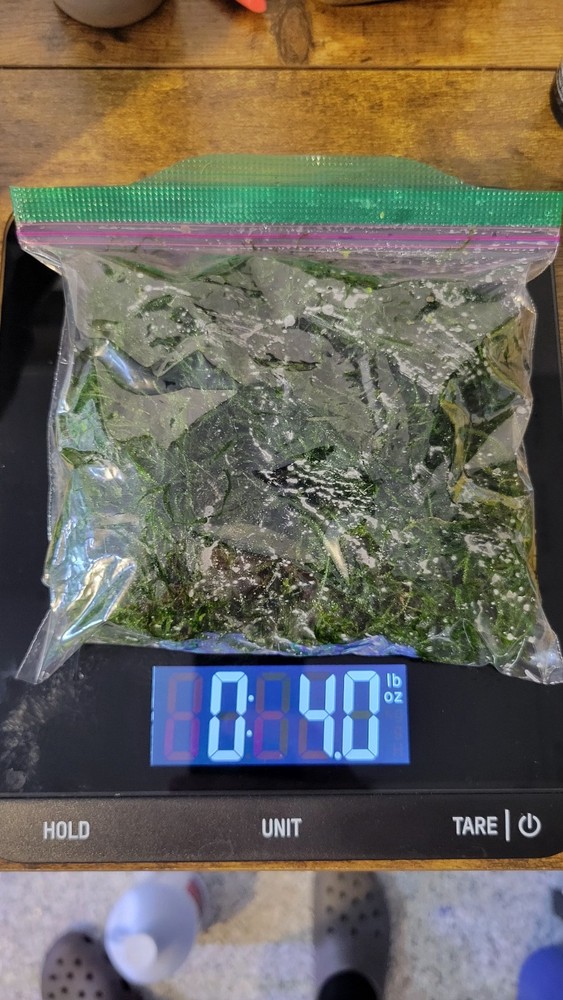 Java Moss (sandwich bag full, 4 oz)