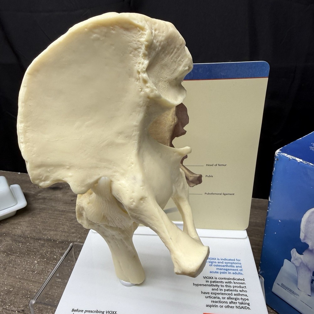 Merck Vioxx Hip Model Anatomic Hip Display Model Original Box