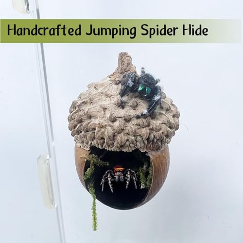 Jumping Spider Hide,Jumping Spider Hideaway Made from Real Acorns |,Handmade
