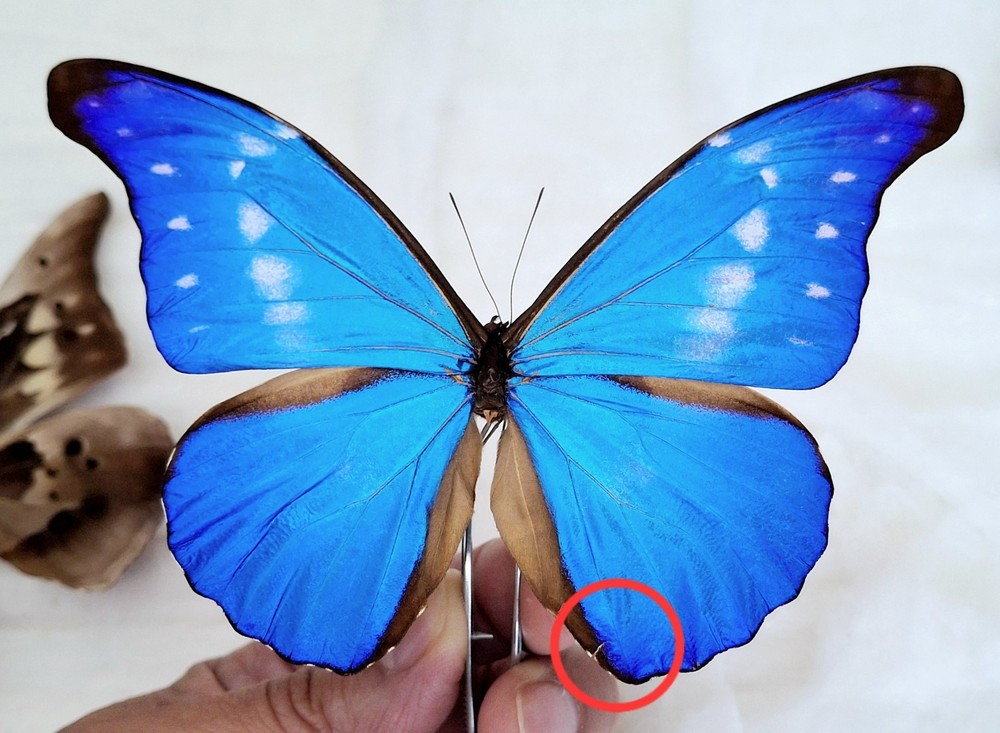 MORPHO RHETENOR PARADISEACA A- FROM PERU MOUNTED RIKER FRAMED