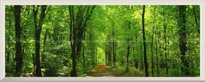 Peelable Wall Poster Sticker Forest Path Window View 1440×576mm