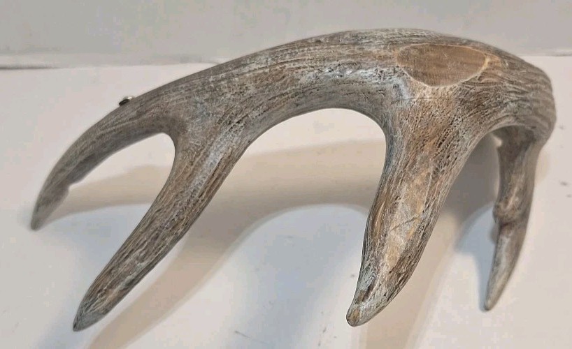 6 Point Deer Antler Wall Mount Antler Decor