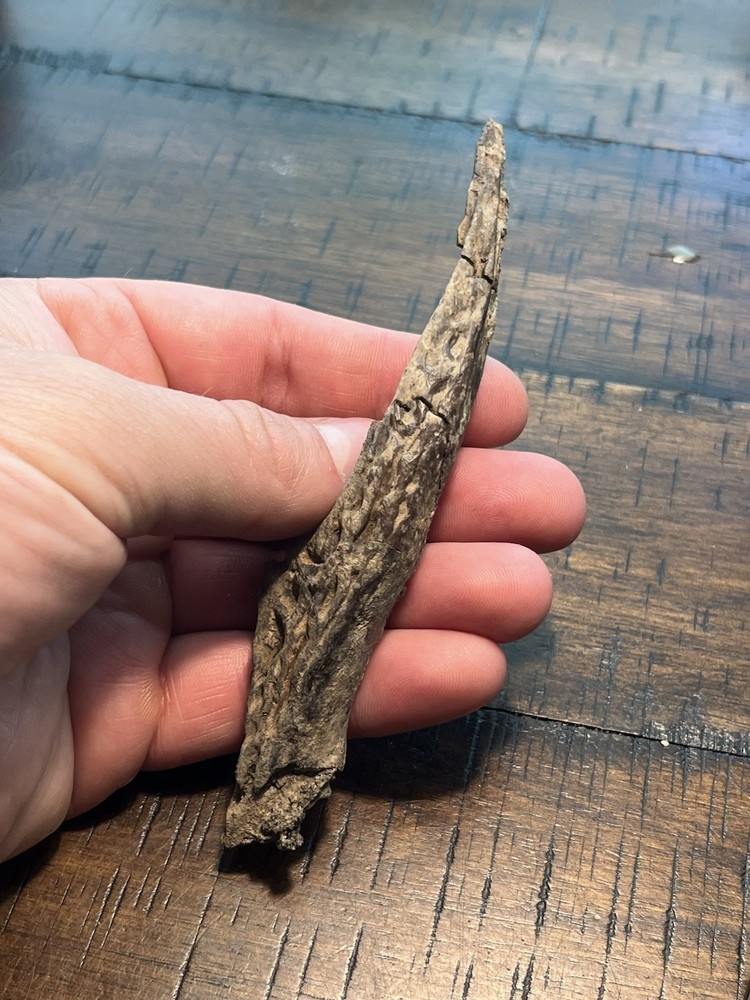Crocodile Angular Lower Jaw Bone Dinosaur Age Fossil Hell Creek Form SD