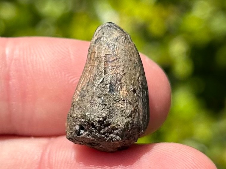 Fossil Crocodile Tooth Java Indonesia Croc Dinosaur Tooth Reptile Indonesian