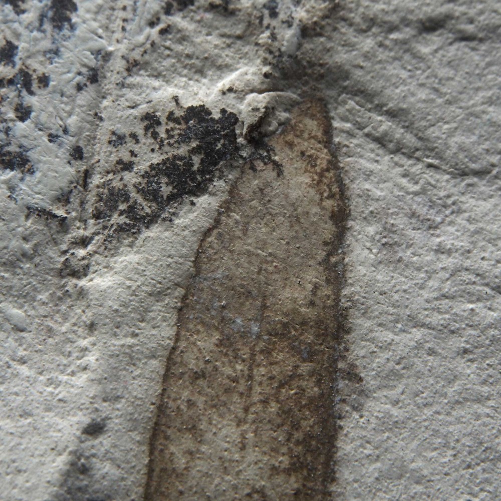 LEAF FOSSIL - Miocene - Erdobenye - HUNGARY AS44