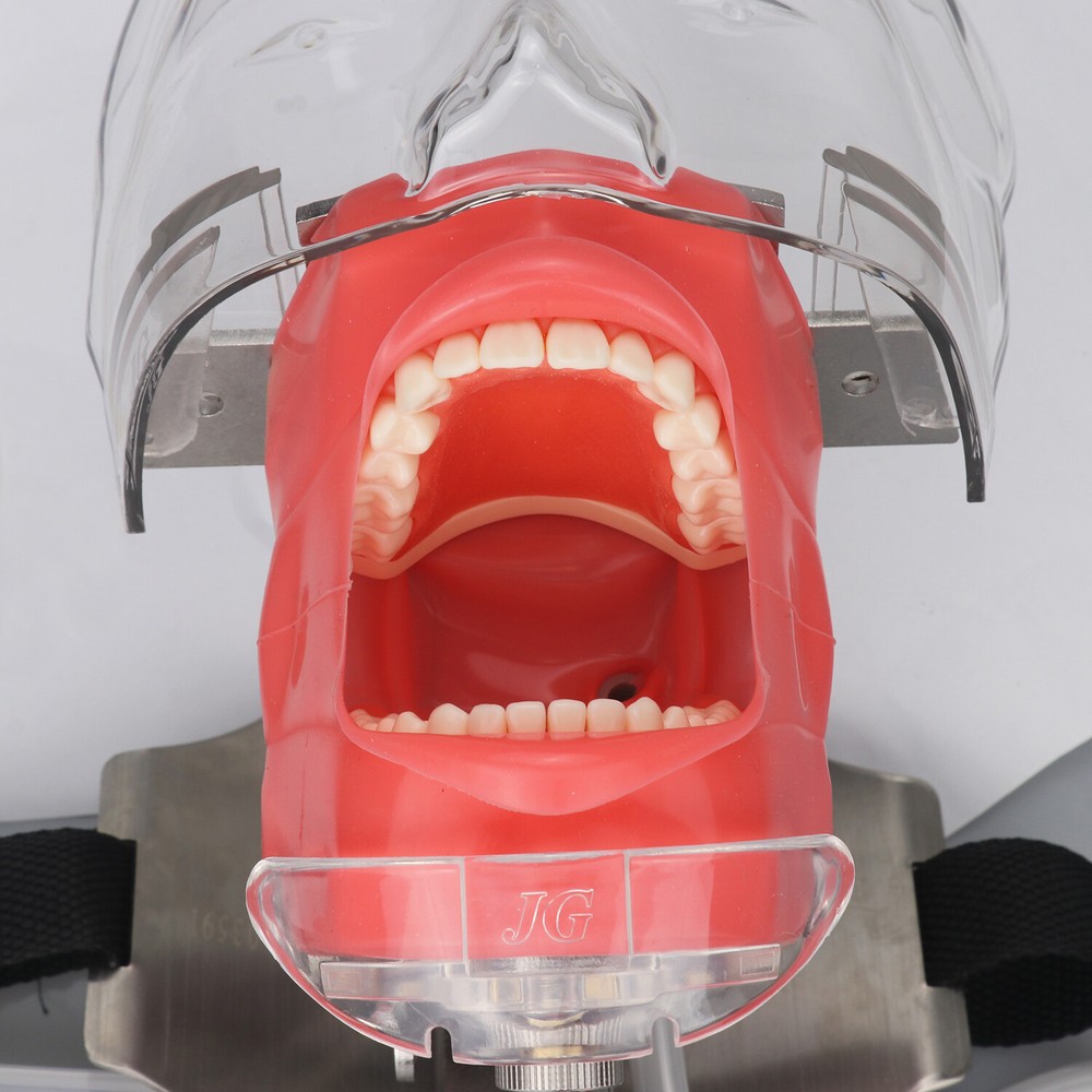 Dental Simulator Mannequin Head Teeth Model Bench-Mounted for Dental Training