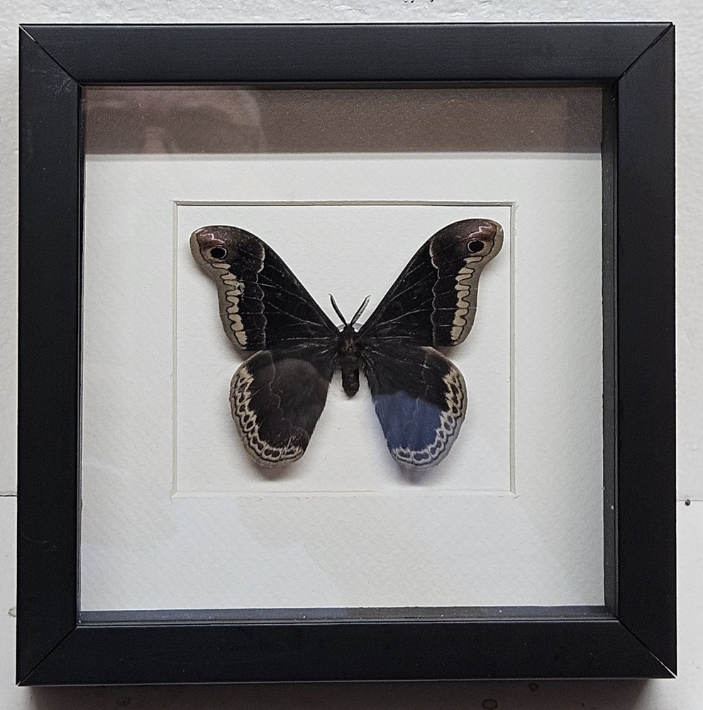 Real Promethea Moth(M) in Custom shadowbox