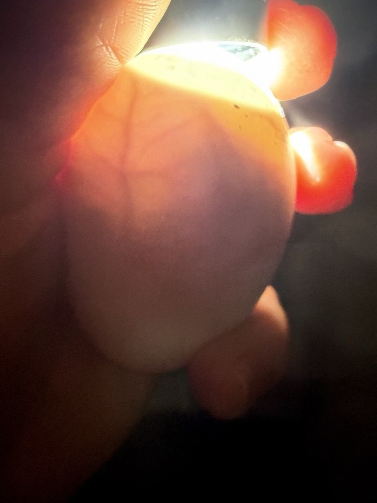 Saxony Duck Hatching Eggs