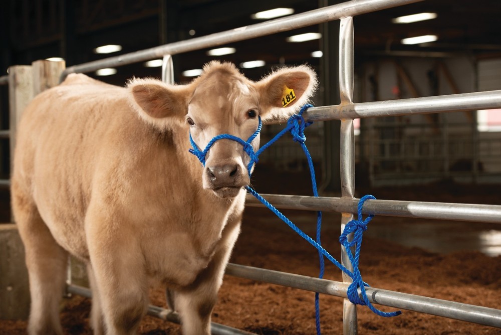 Weaver, Livestock Adjustable Poly Neck Rope Blue